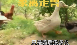 免费搞鸡视频,轻松享受娱乐时光